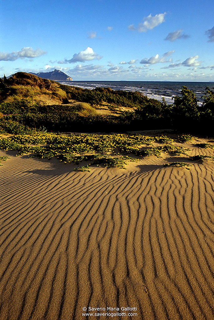 Dune di Sabaudia in primavera (foto di Saverio Maria Gallotti) 